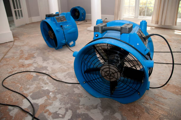 Best Flood damage cleanup  in Seven Mile, AZ