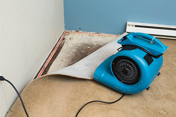 Best Sewage cleanup and water damage restoration  in Seven Mile, AZ